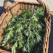 Mugwort and Yarrow Body Oil