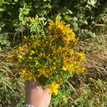 St John’s Wort Herbal Body Oil