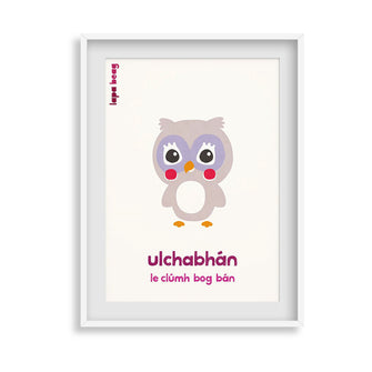 Ulchabhán - Owl